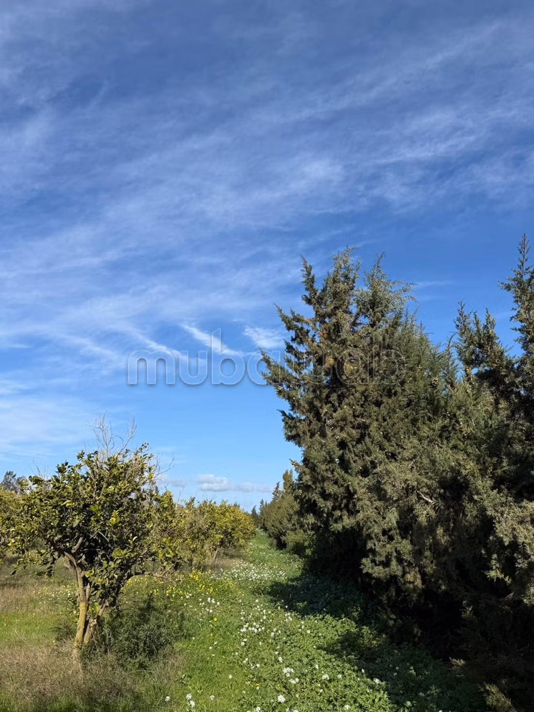 Ferme agricole à vendre 10 hectare à Borj El Amri