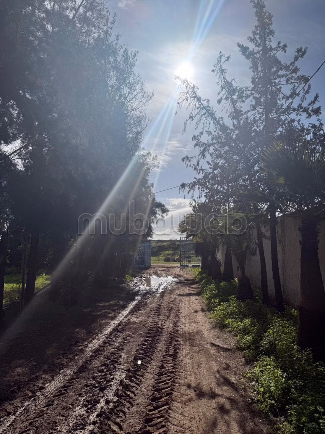 Ferme agricole à vendre 10 hectare à Borj El Amri