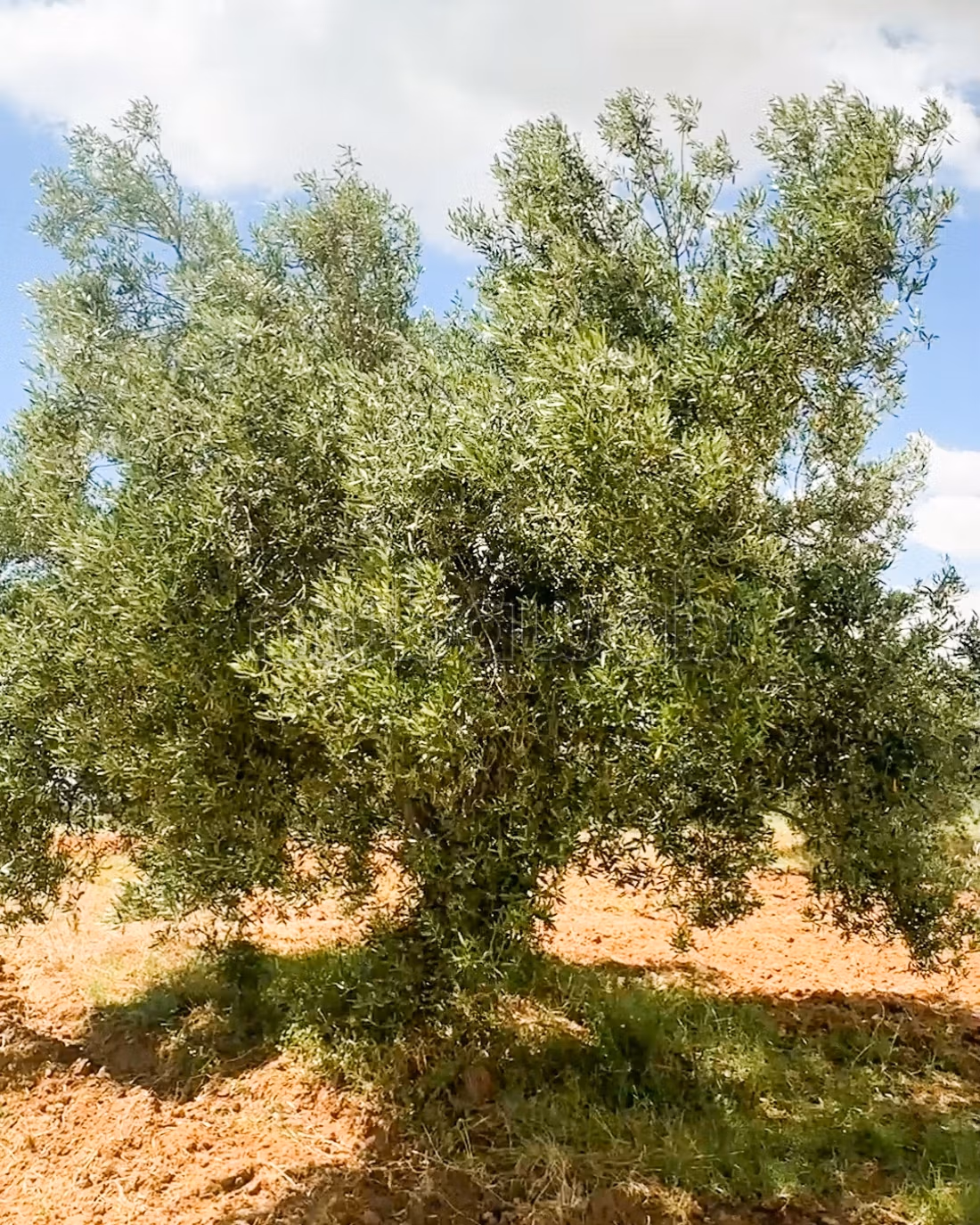 For sale Agricultural Estate Zaghouan Road