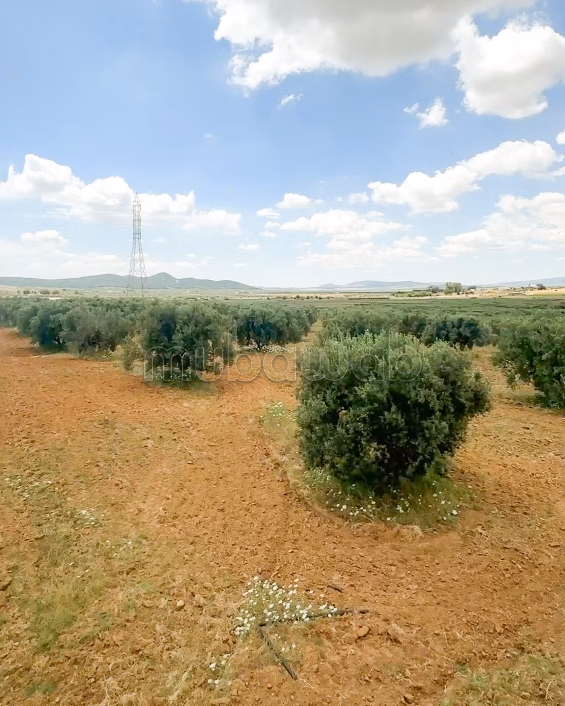 For sale Agricultural Estate Zaghouan Road