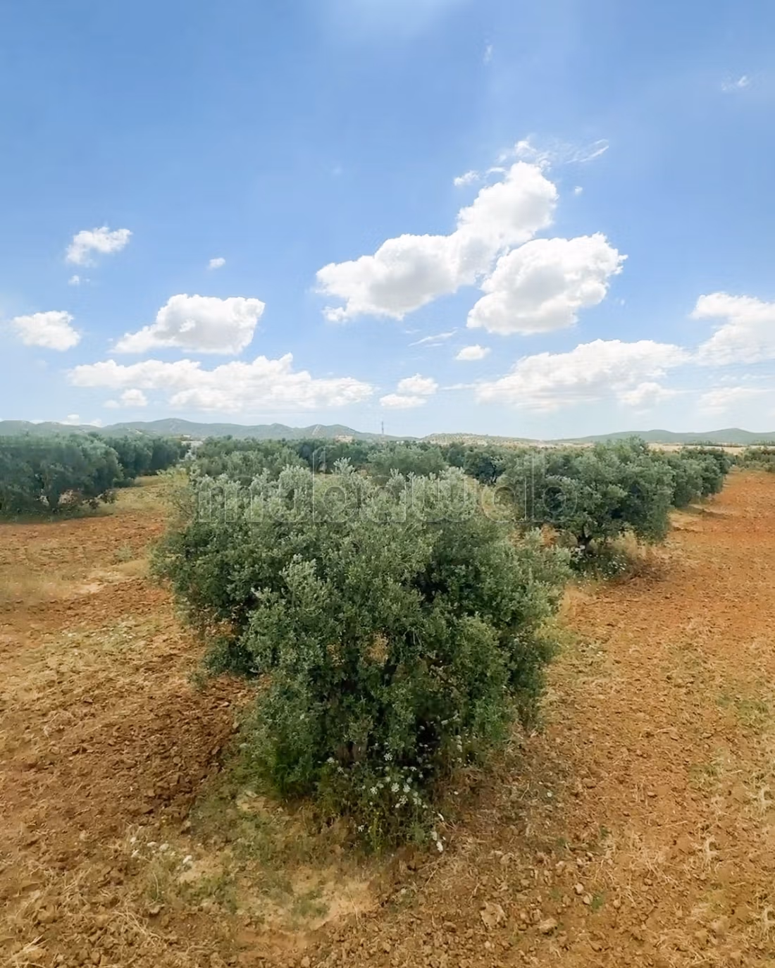 For sale Agricultural Estate Zaghouan Road