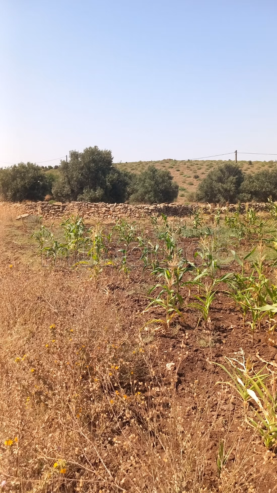 Title Deed Agricultural Farm 17 hectares