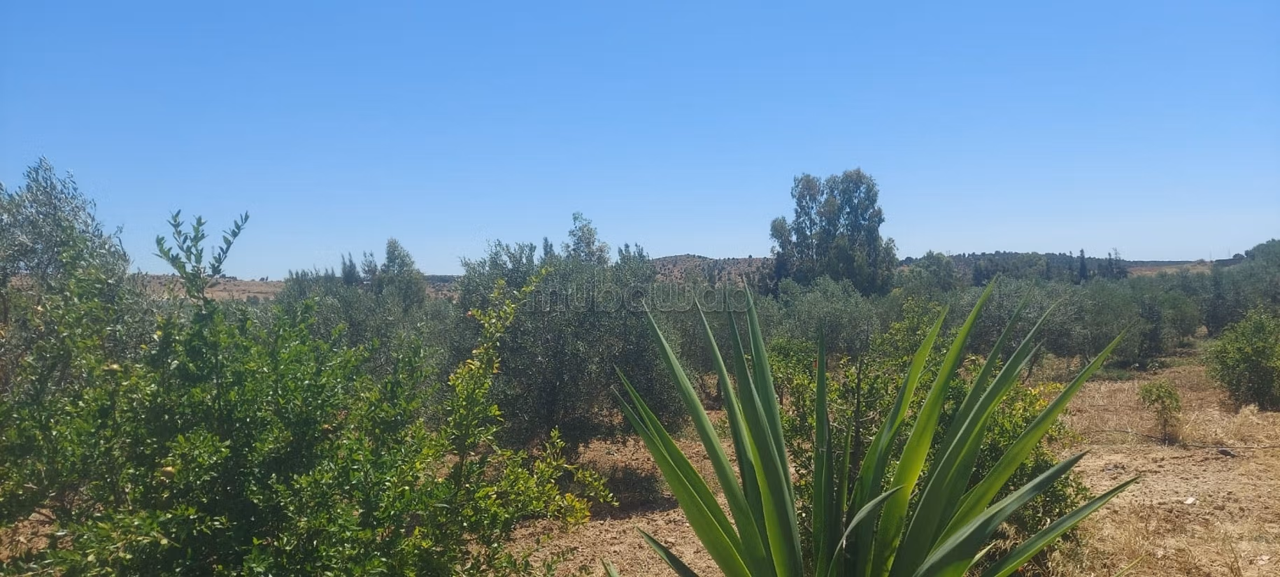 Terreno Agricolo a Latrach Hammamet 2 ettari