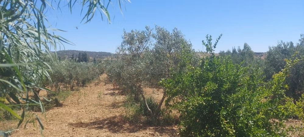 Agricultural Land in Latrach Hammamet 2 Hectares