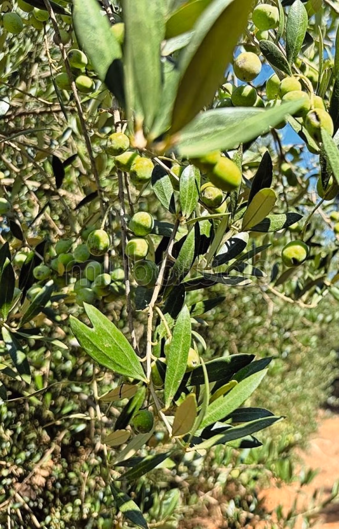 Terrain agricole Bouarg Nador 700 oliviers