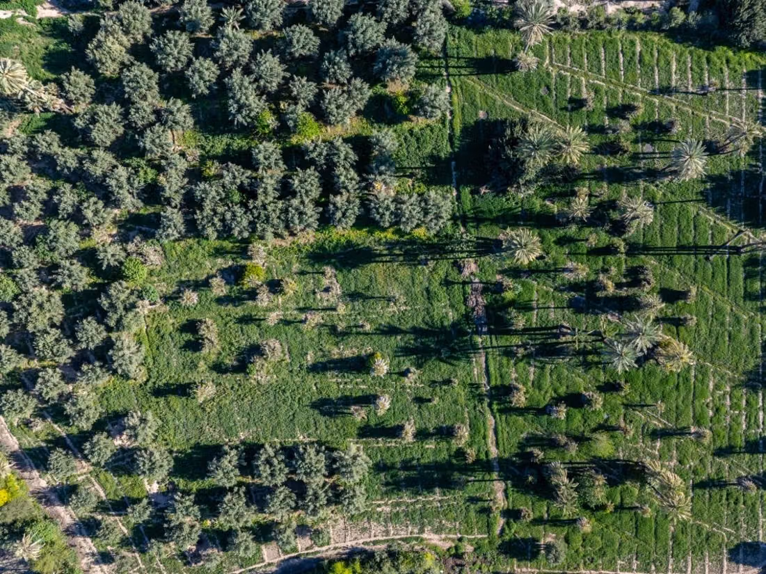 Marrakech I Palmeraie