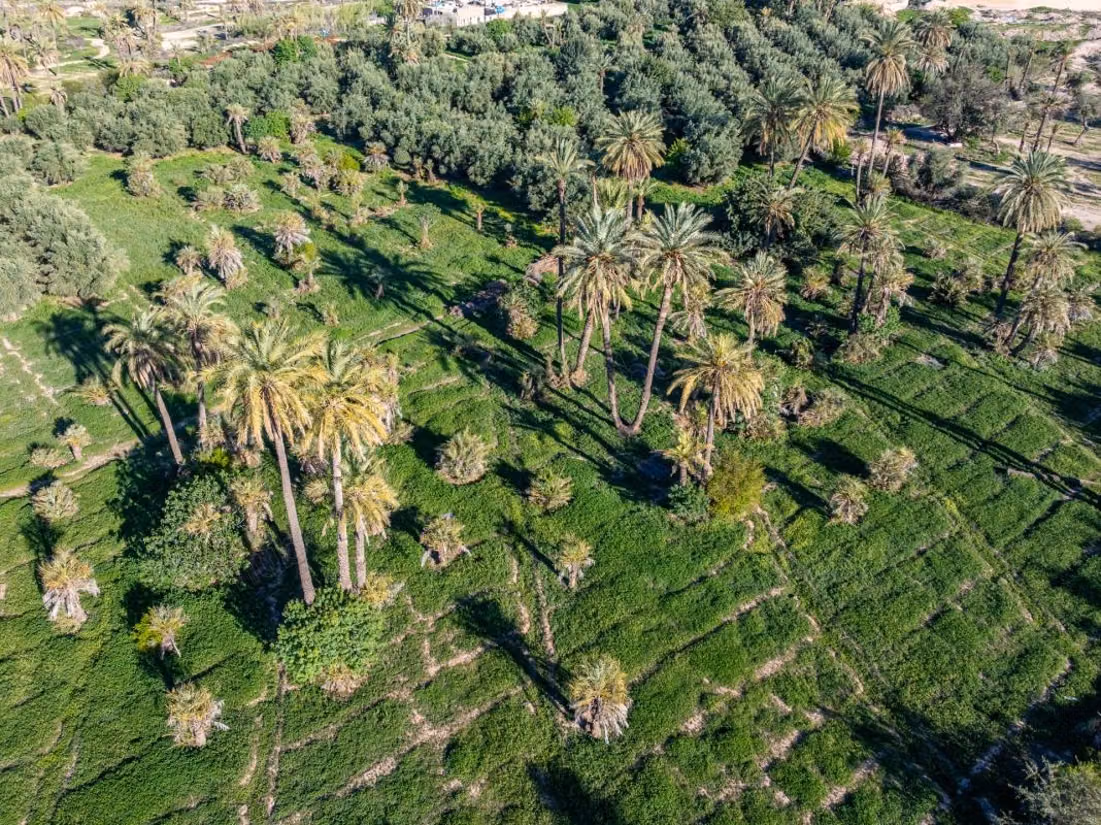 Marrakech I Palmeraie