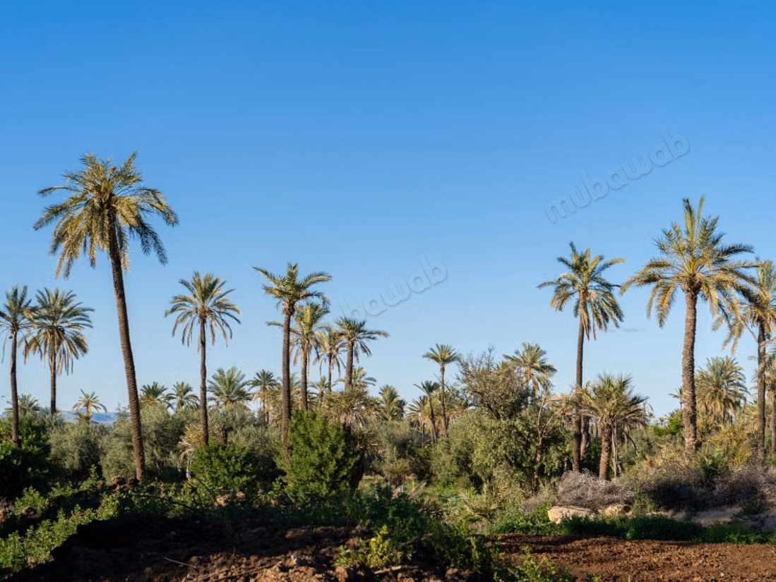 Marrakech I Palmeraie