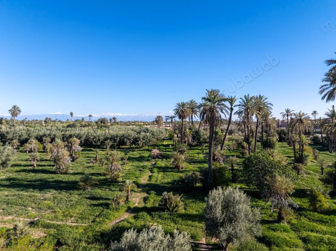Marrakech I Palmeraie