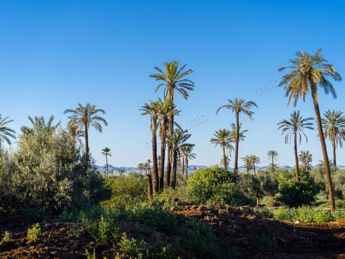 Marrakech I Palmeraie