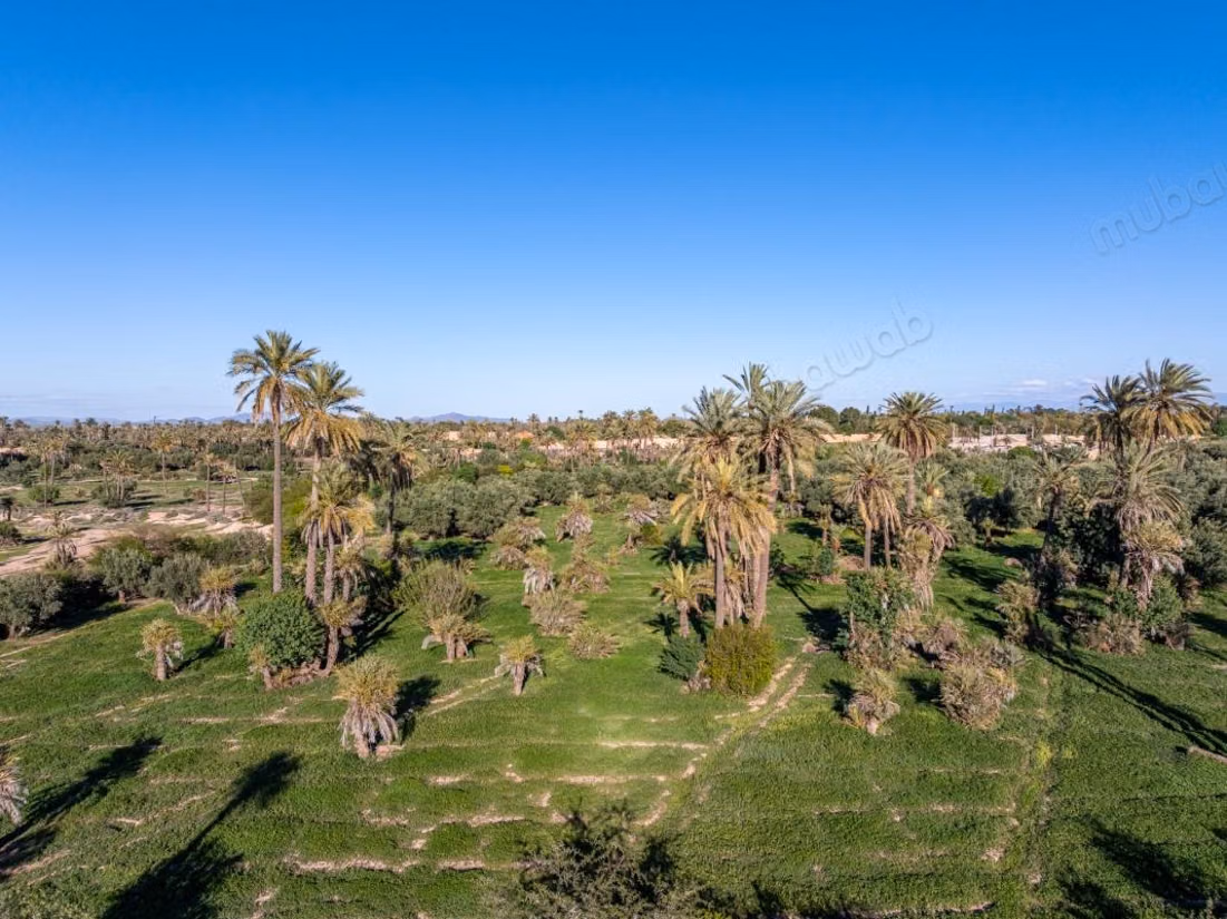 Marrakech I Palmeraie