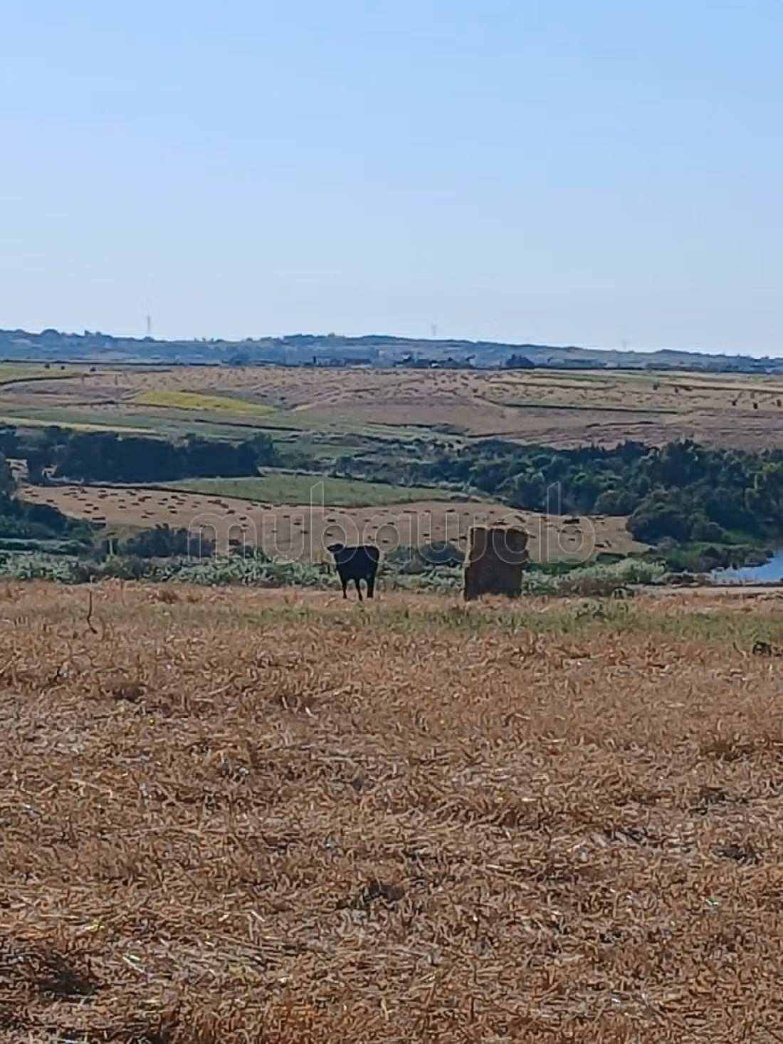 Azmour kelibia