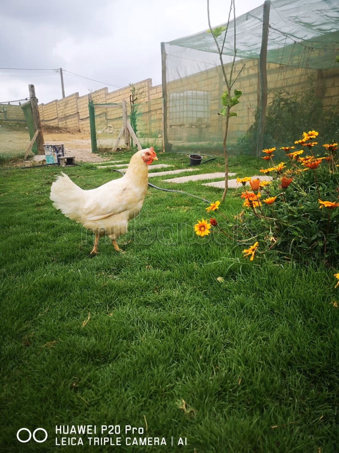 Terreno en venta en Hozia. Superficie total 2900 m²