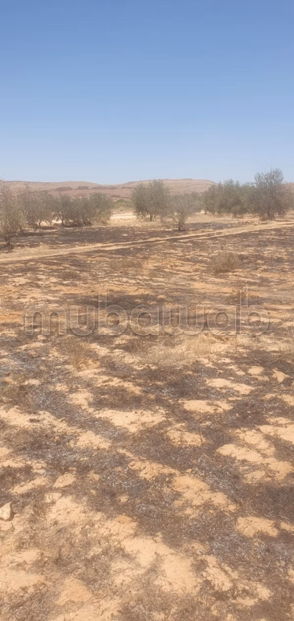 Terrain a Sidi Hammed
