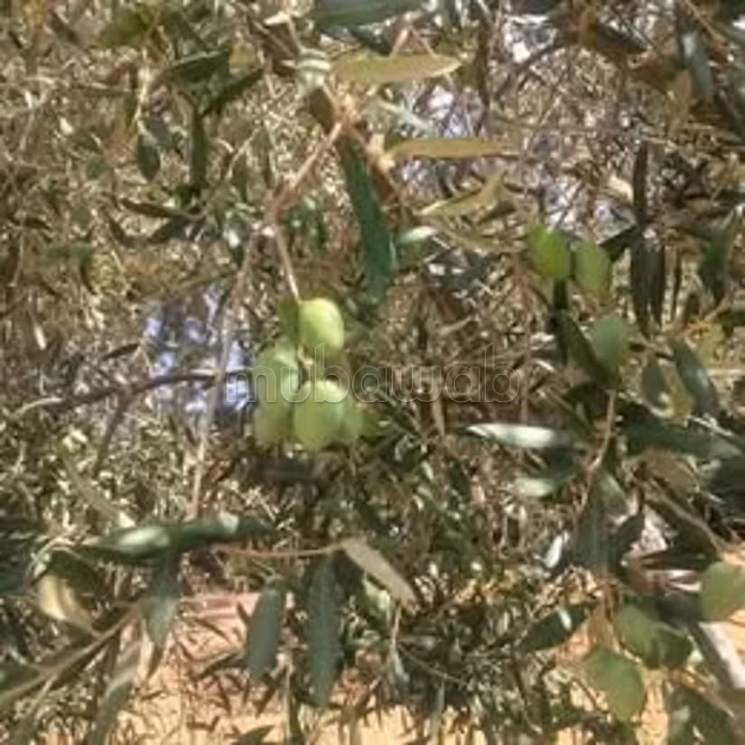 A vendre 15 hectare a taklsa nabeul planté