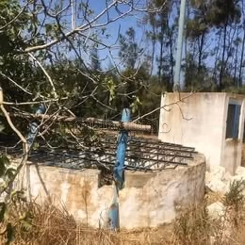 A vendre 15 hectare a taklsa nabeul planté