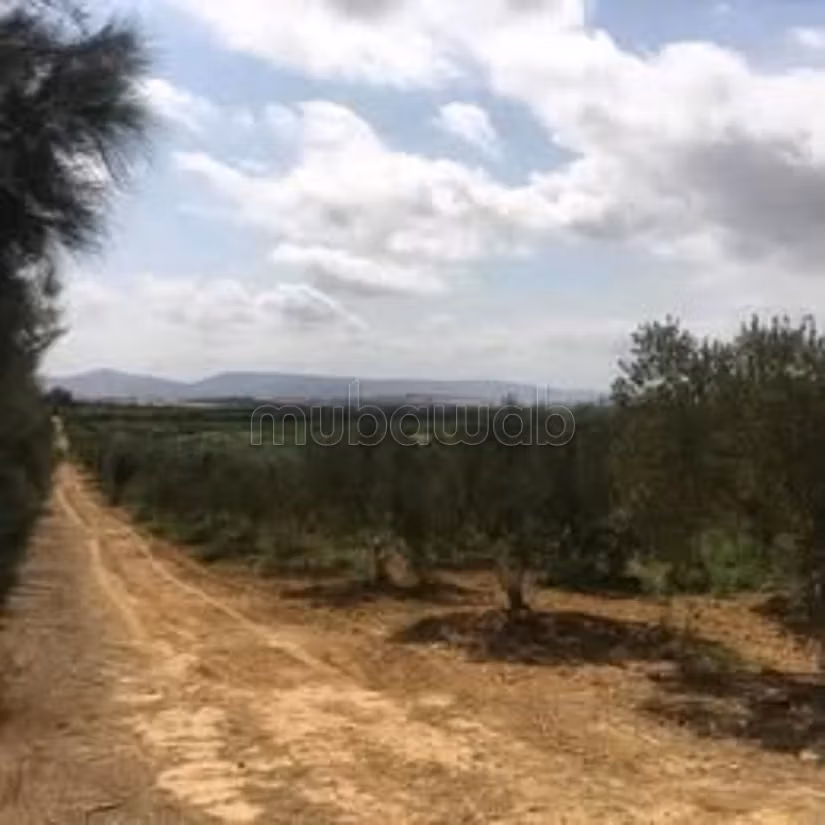 A vendre 15 hectare a taklsa nabeul planté