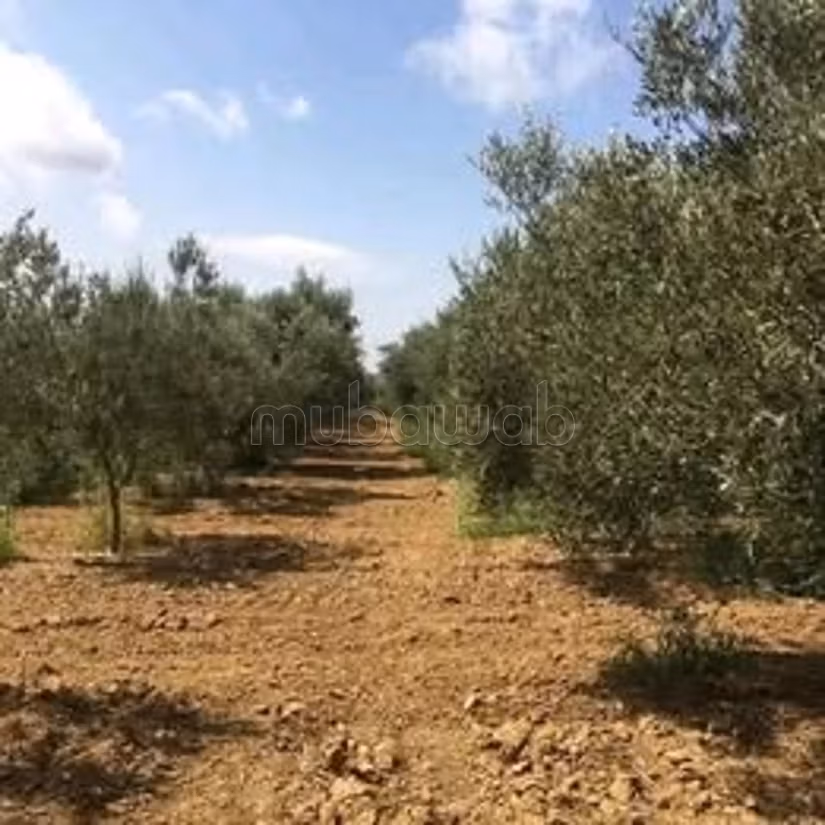 A vendre 15 hectare a taklsa nabeul planté