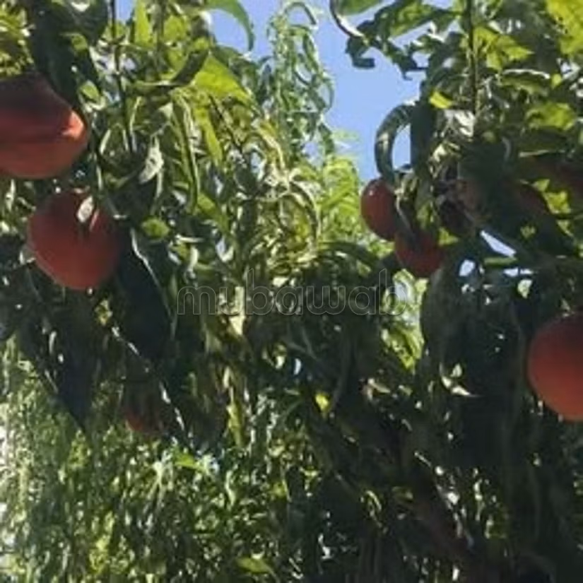 A vendre 15 hectare a taklsa nabeul planté