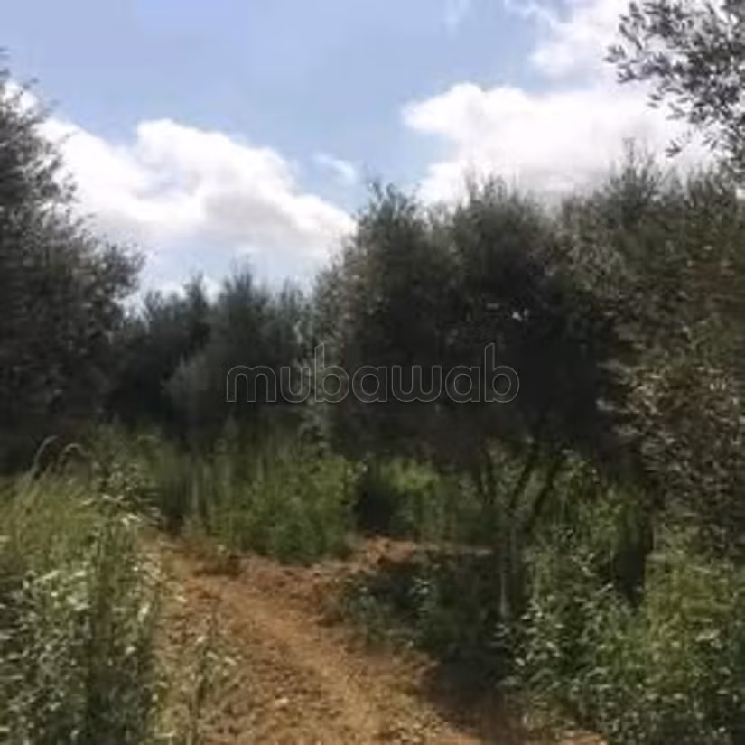 A vendre 15 hectare a taklsa nabeul planté
