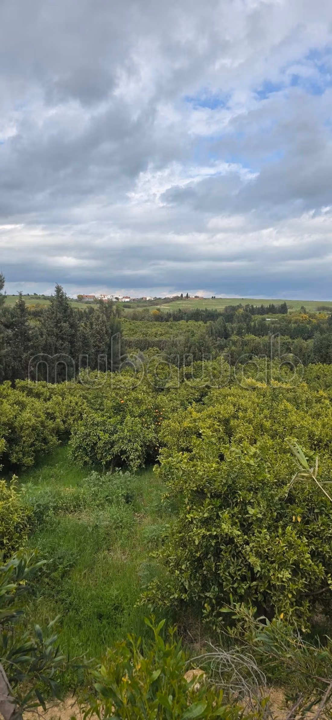 Eccellente terreno agricolo in vendita