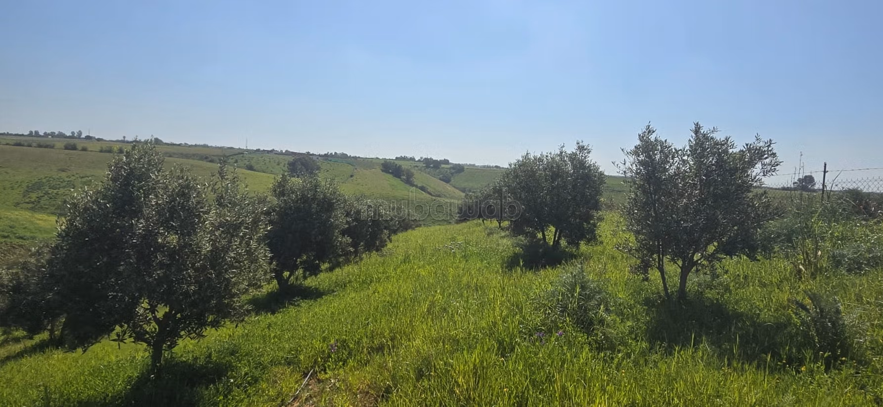 Granja en venta en Sala el Jadida. Superficie total 42500 m²