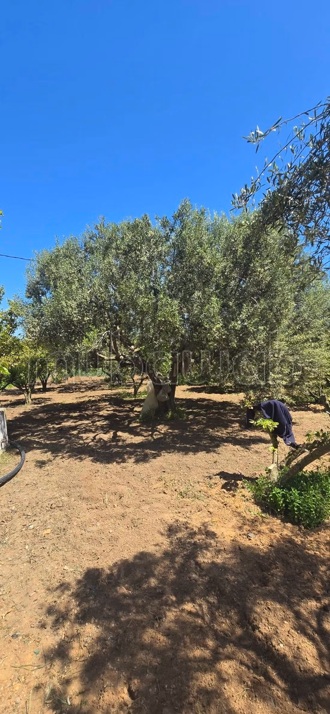 In vendita a Nabeul – El knayess, Terreno agricolo