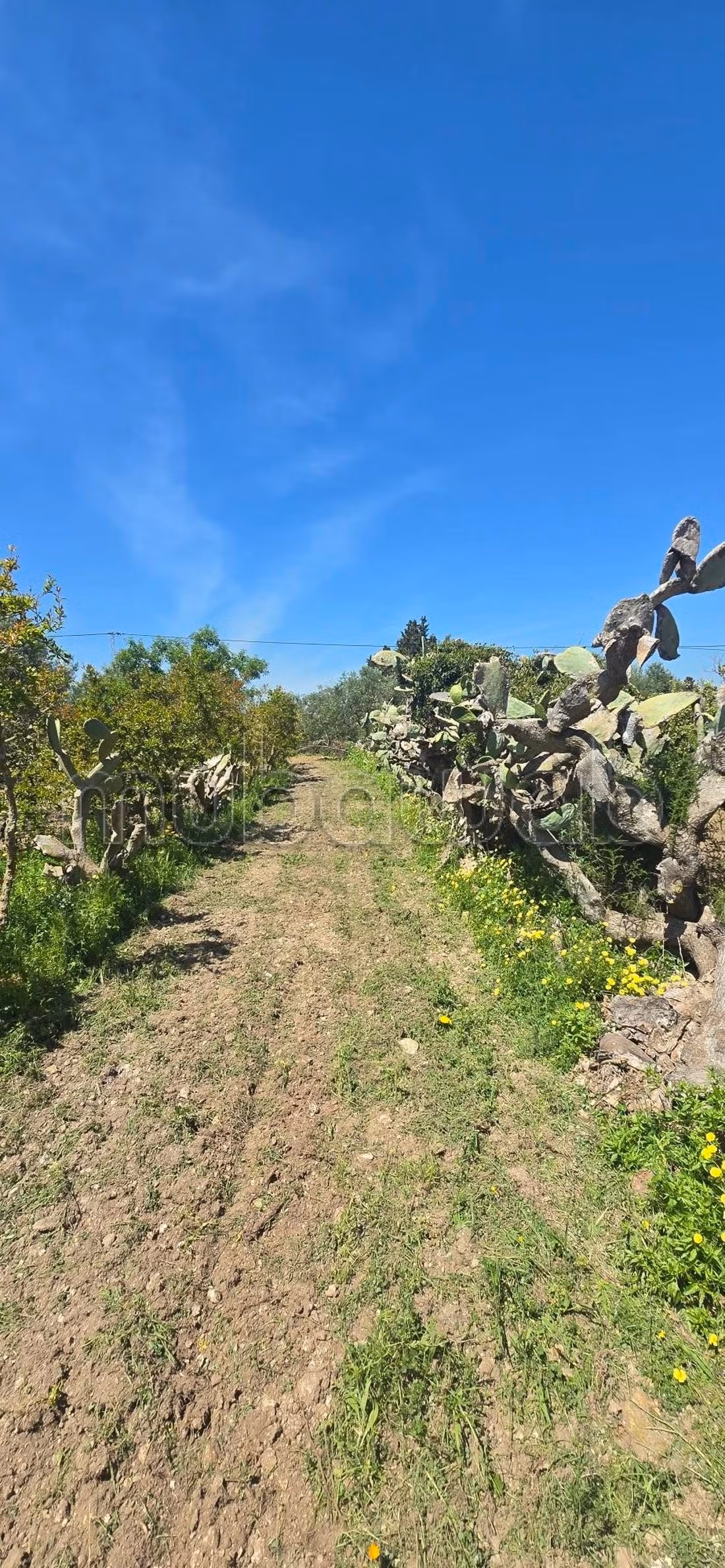 In vendita a Nabeul – El knayess, Terreno agricolo