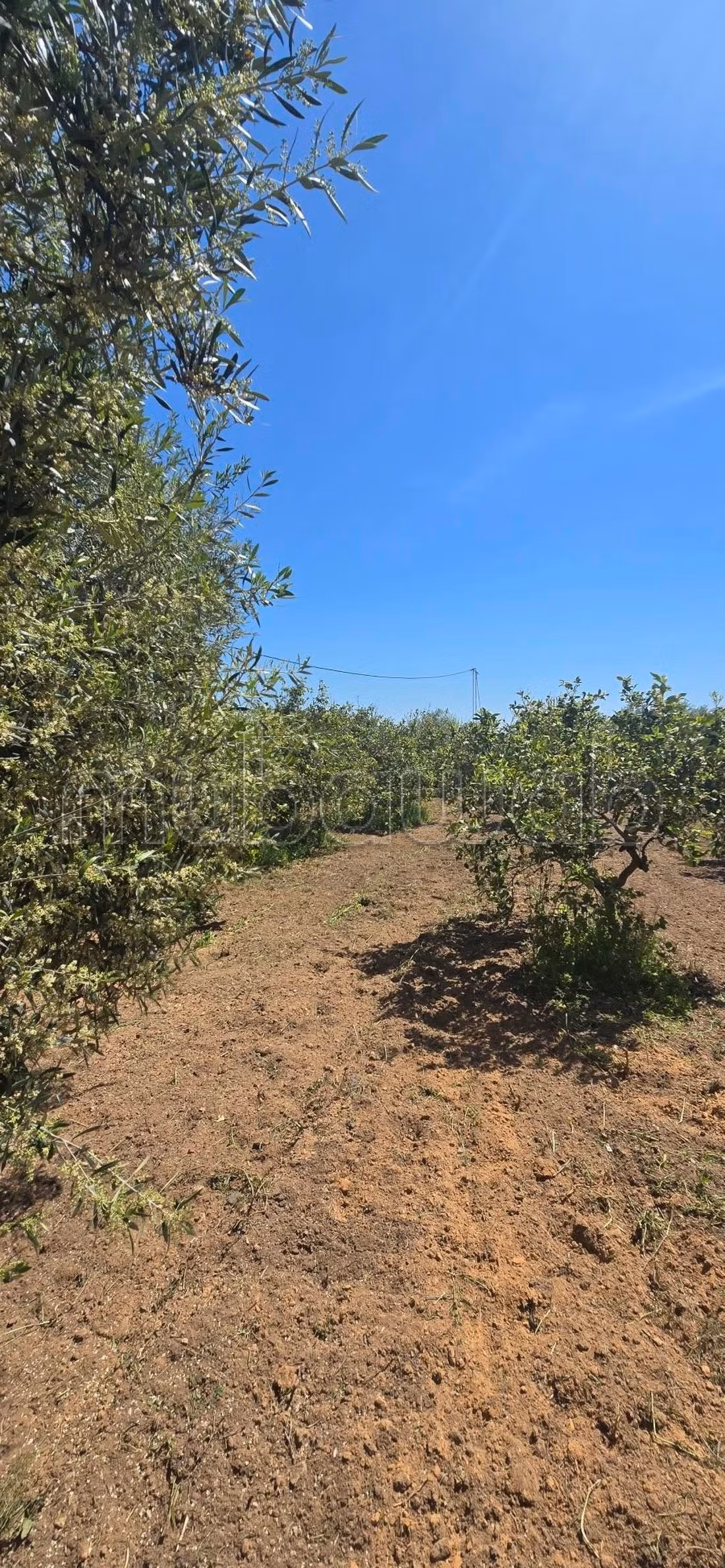 In vendita a Nabeul – El knayess, Terreno agricolo