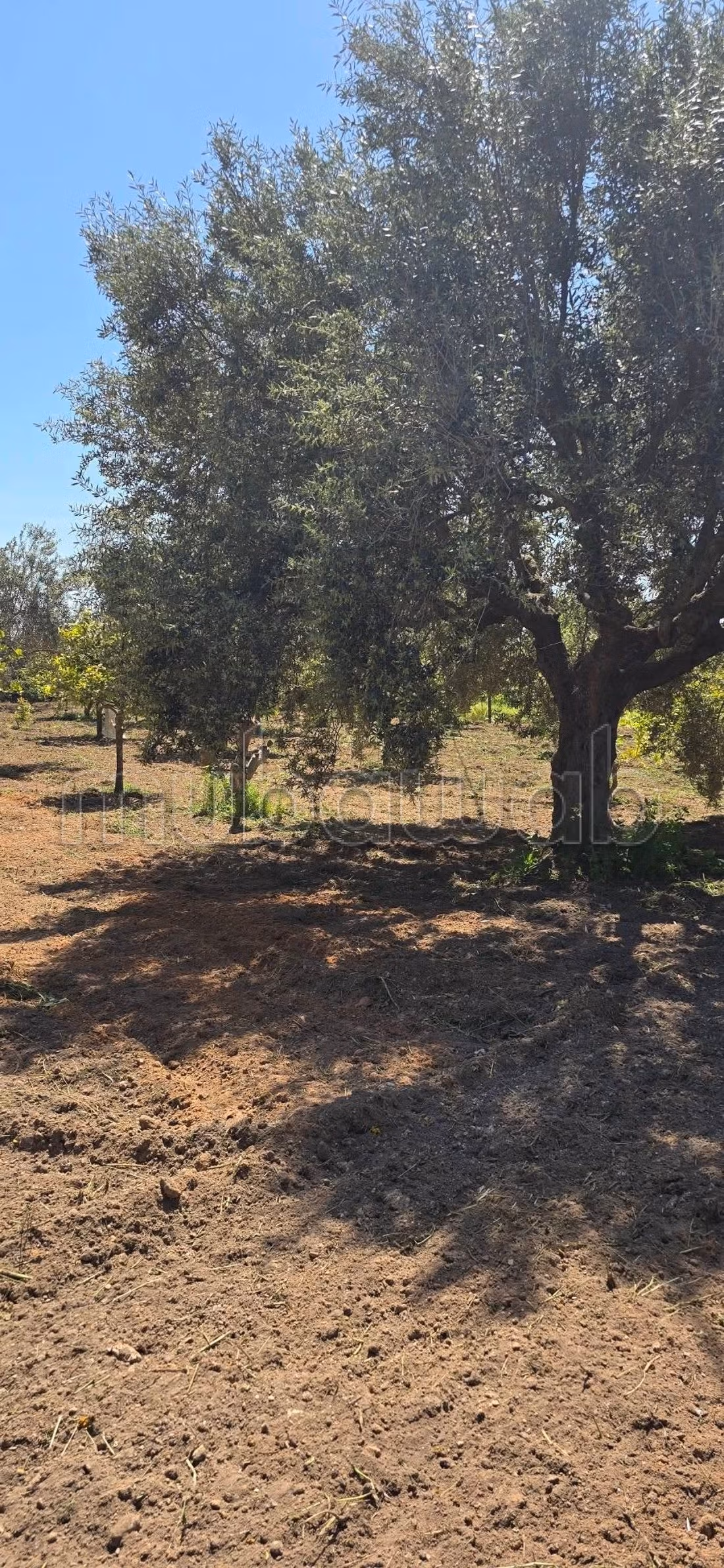 In vendita a Nabeul – El knayess, Terreno agricolo
