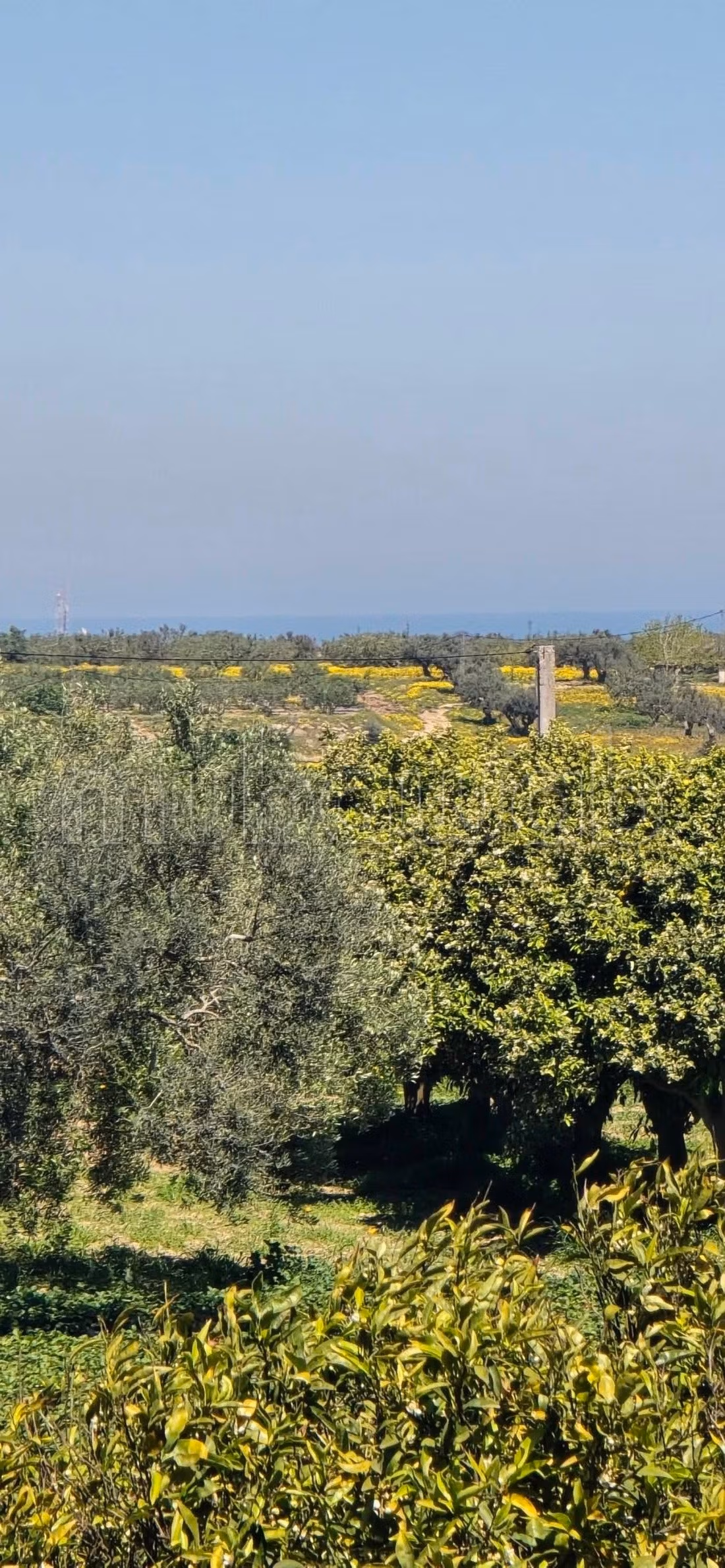 In vendita a Nabeul – El knayess, Terreno agricolo