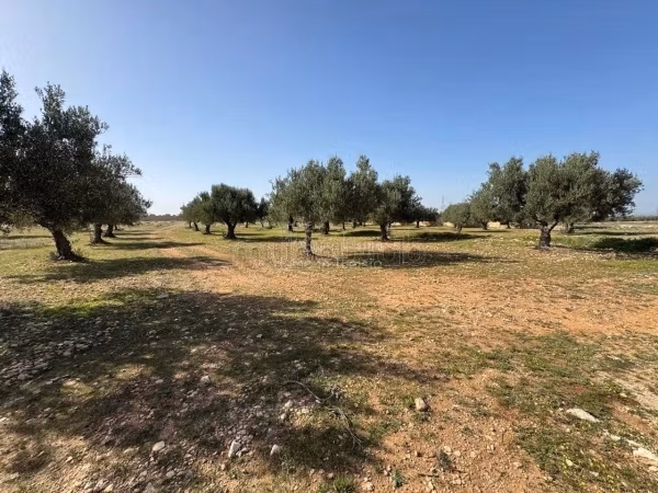 À Vendre – Terrain de 7230 m² à Kalaa Kbira