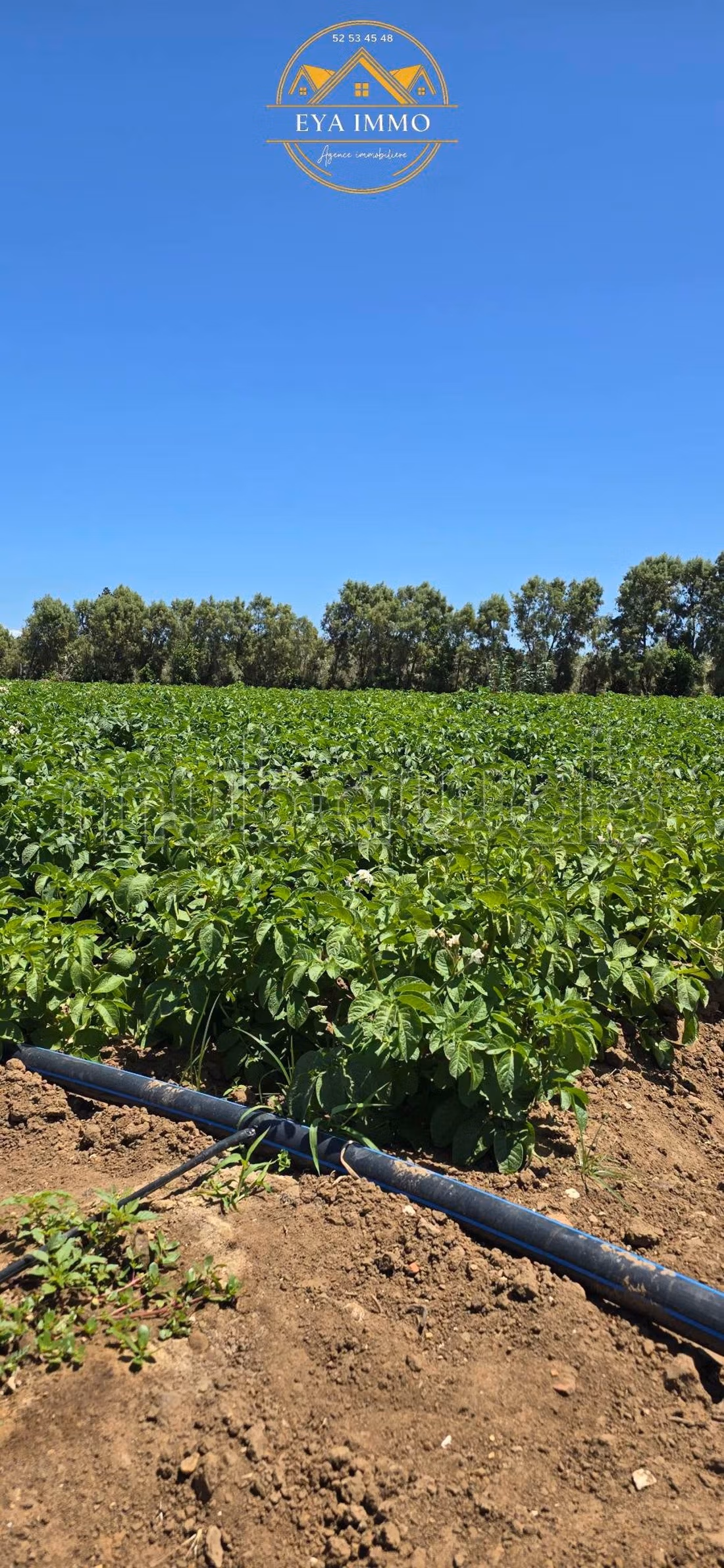 À vendre Manzel bou zalfa terrain agricole