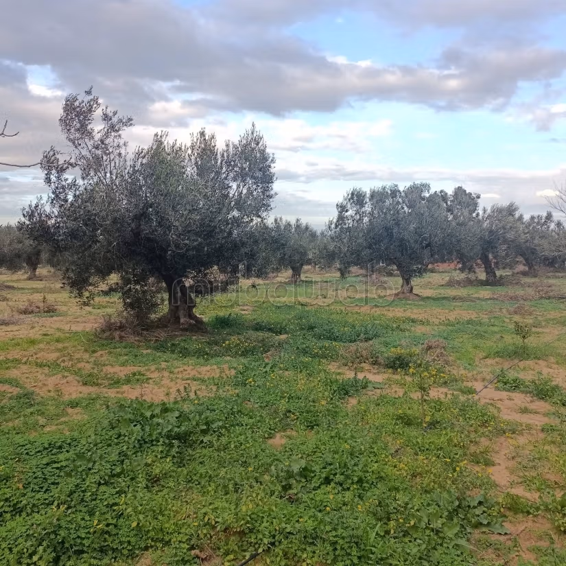 À vendre terrain agricole à El Halfa