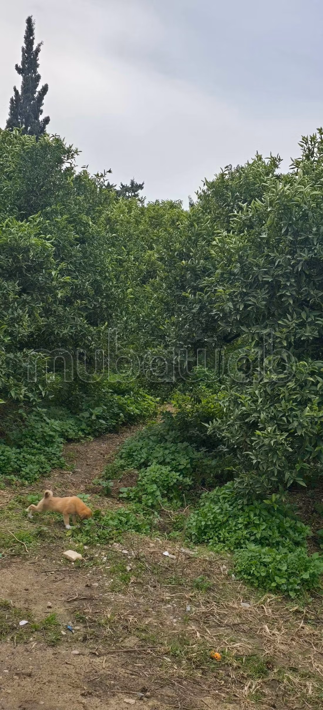 Terrain productif a vendre