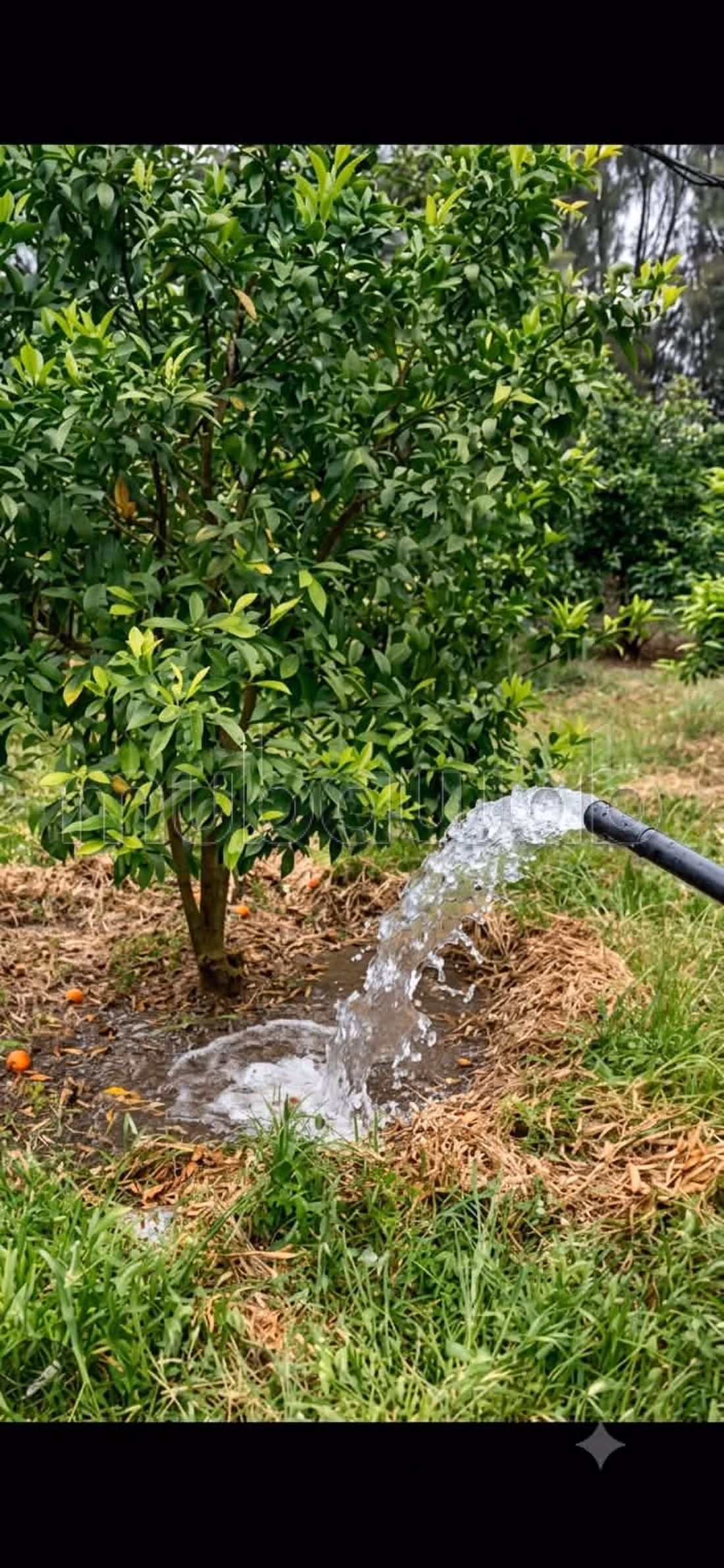 In vendita terreno agricolo a Ghardaya Nabeul