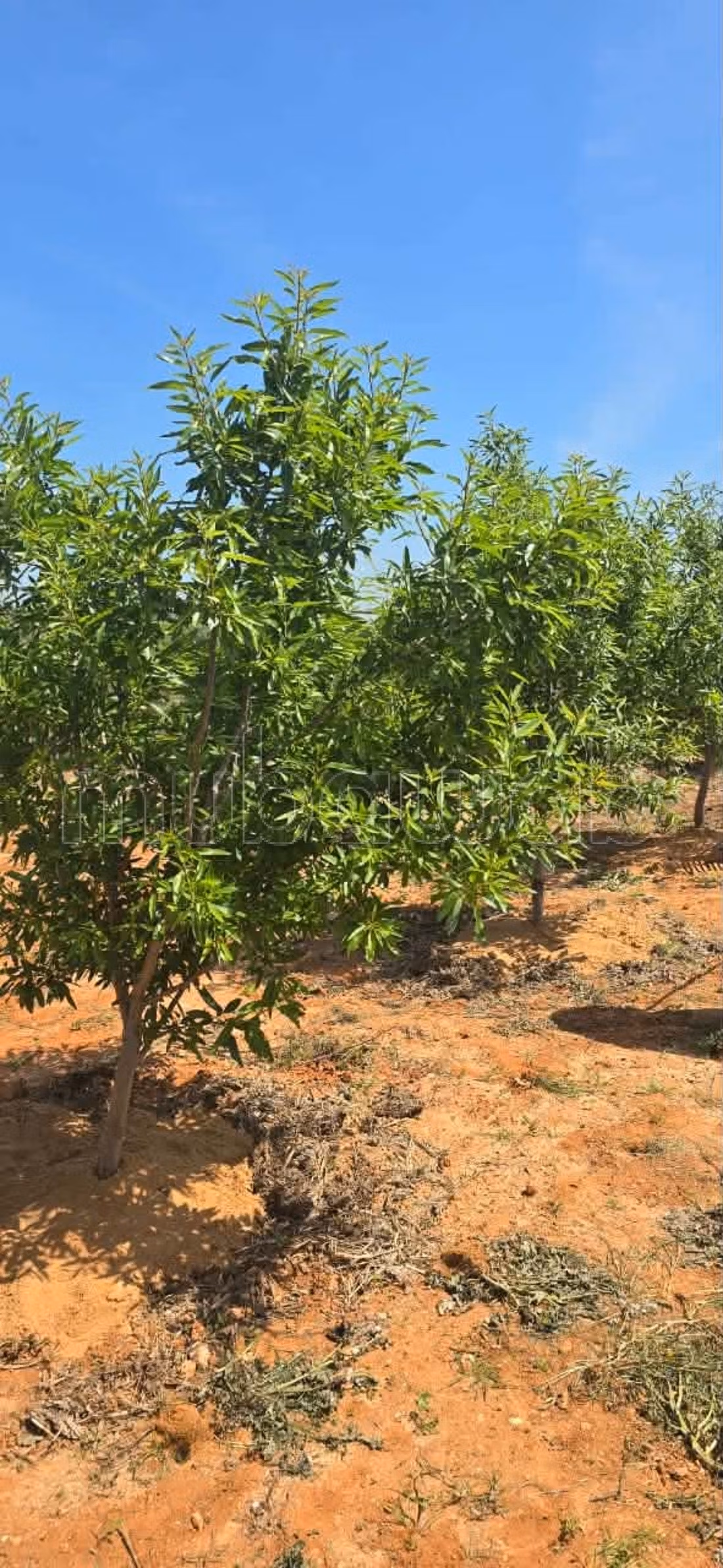 In vendita terreno agricolo a Ghardaya Nabeul