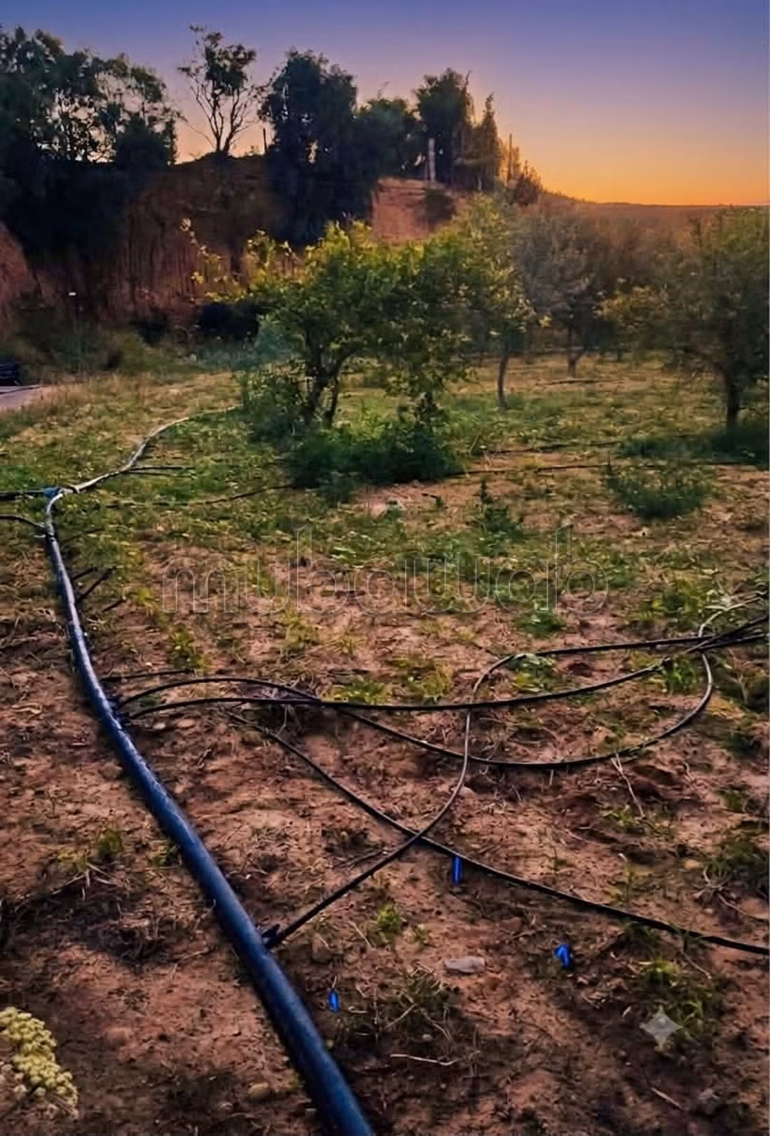 In vendita terreno agricolo a Ghardaya Nabeul