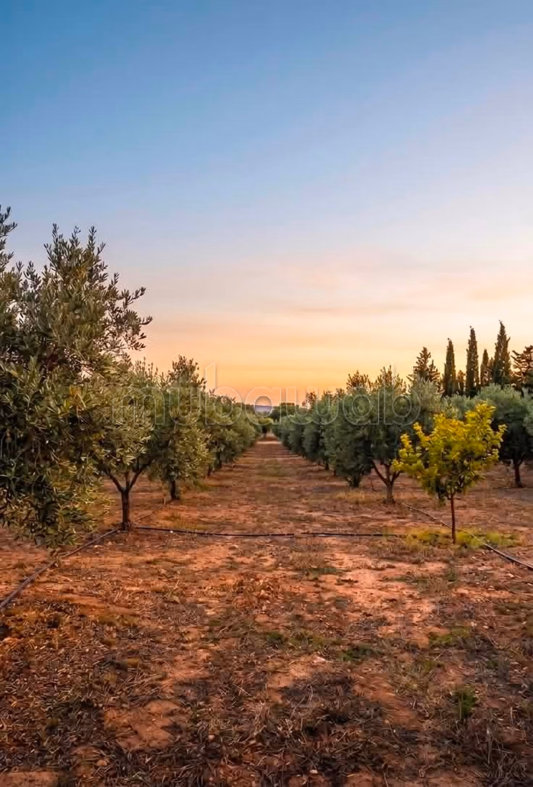 In vendita terreno agricolo a Ghardaya Nabeul
