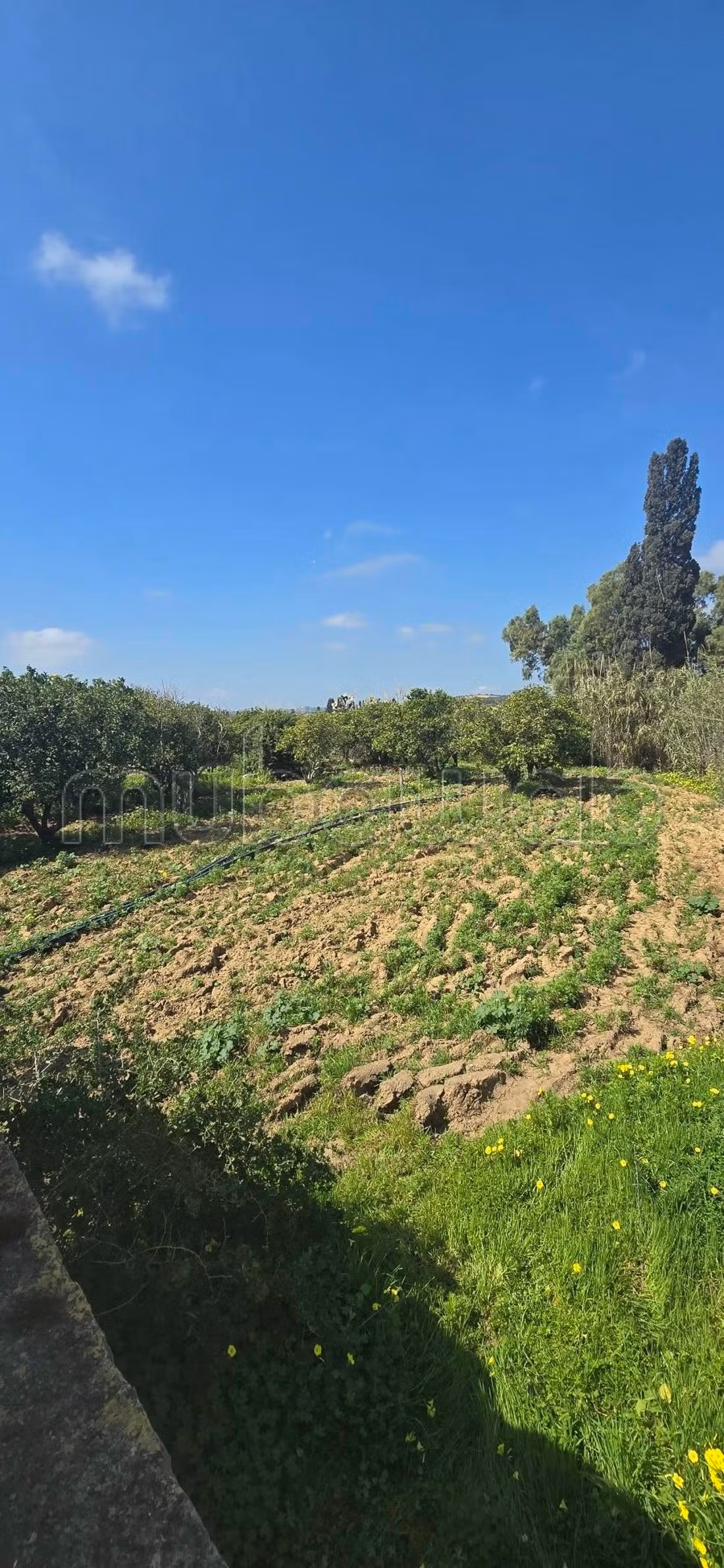À vendre terrain agricole à hawariet nabeul