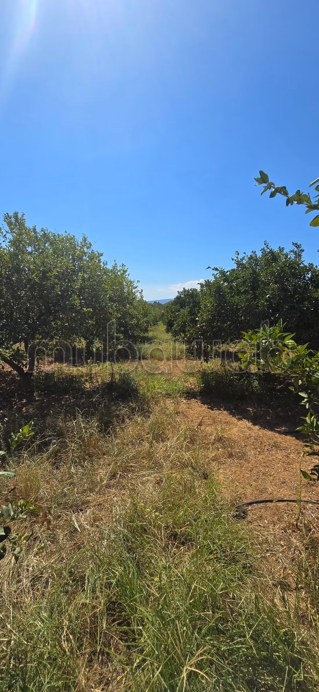 À vendre propriété agricole a elkharouba