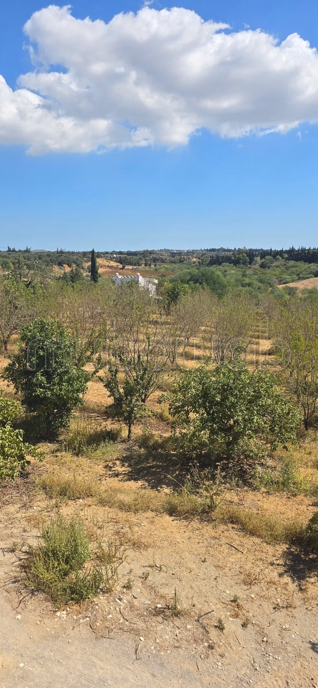 À vendre propriété agricole a elkharouba