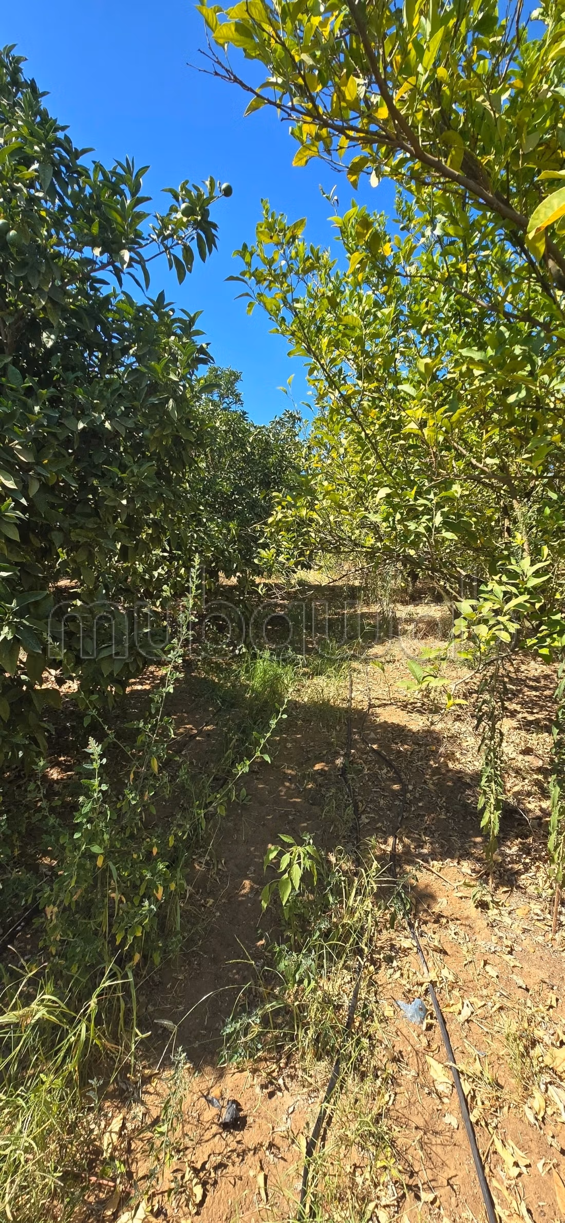 À vendre propriété agricole a elkharouba