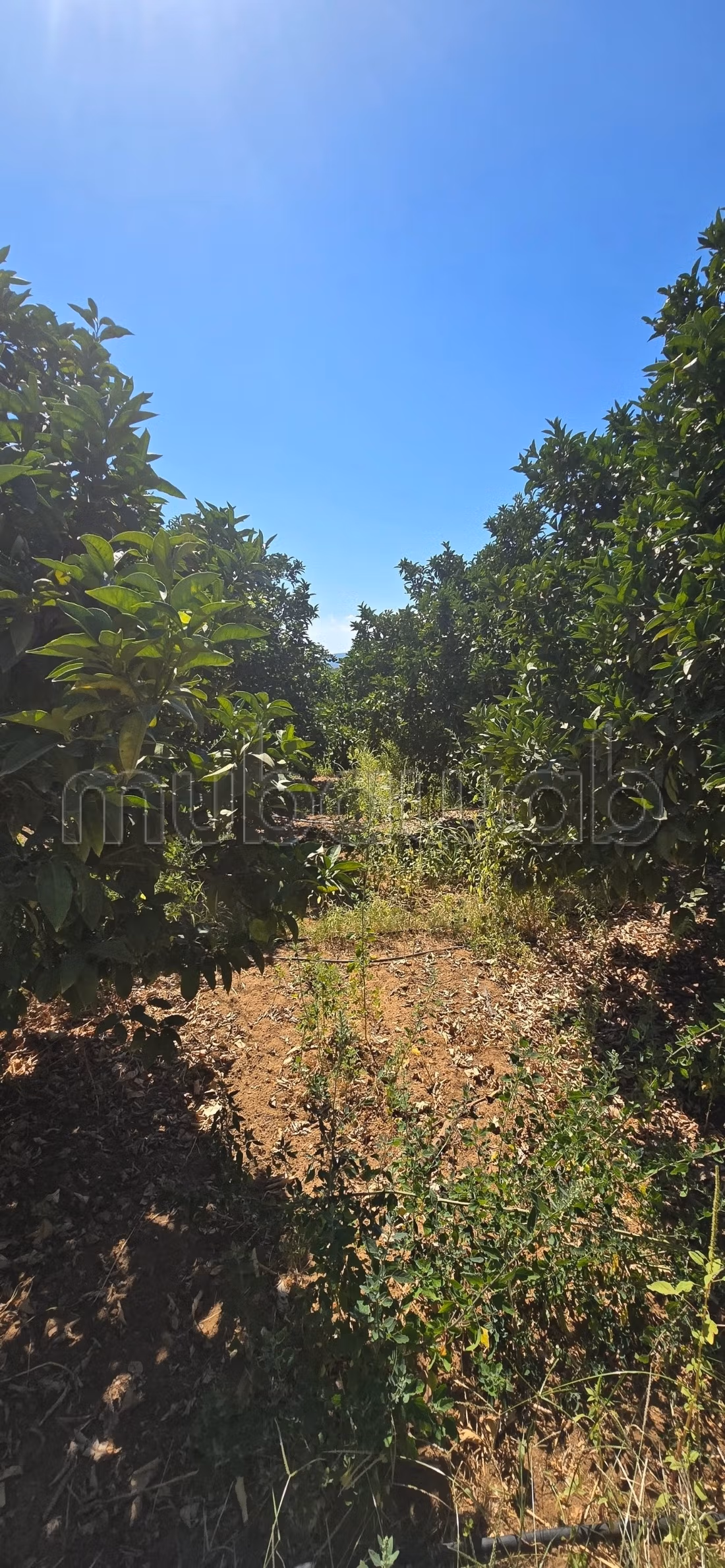 À vendre propriété agricole a elkharouba