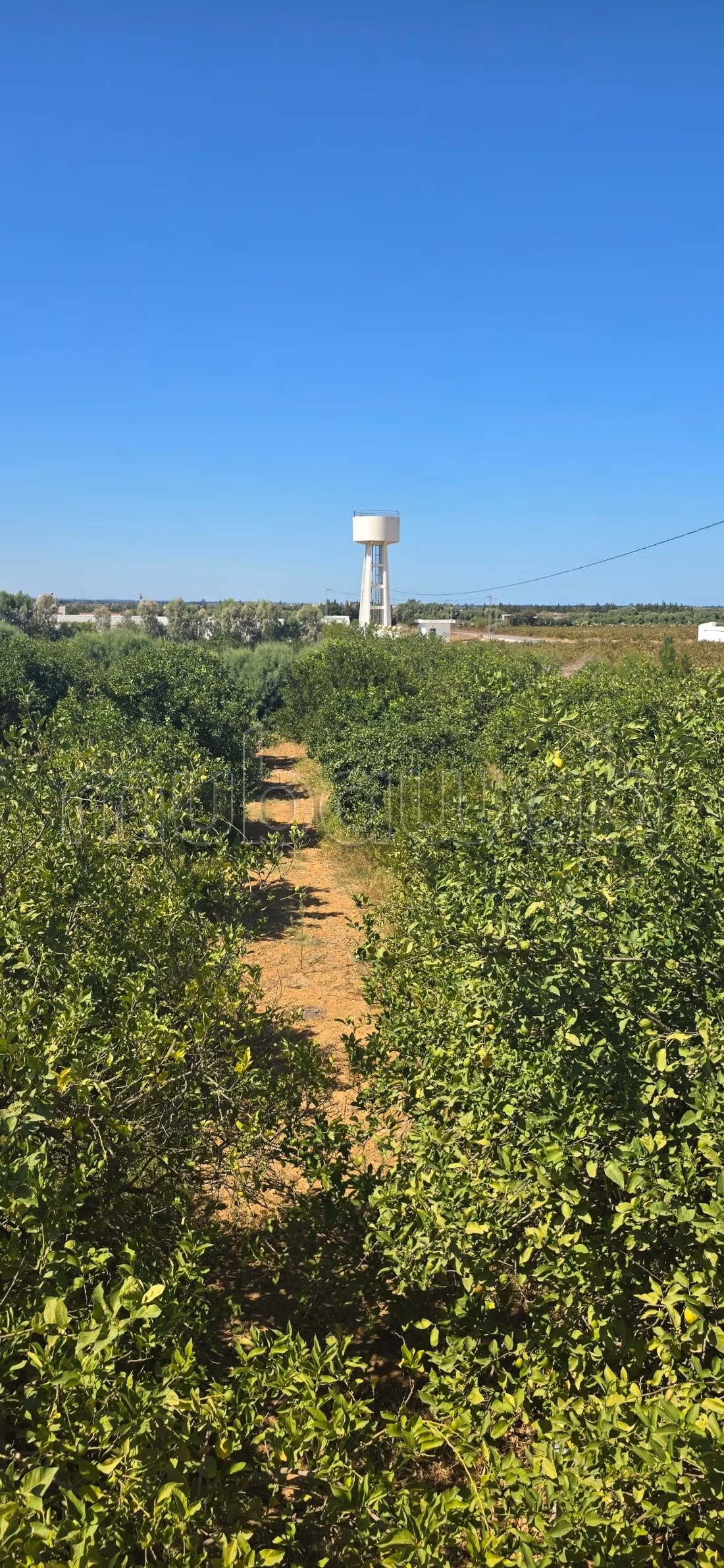 À vendre propriété agricole a elkharouba