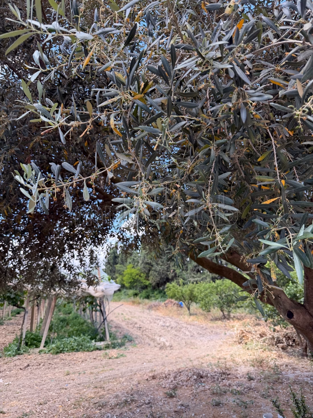 Casa Tradizionale con Bellissimo Giardino a Mornag. 2 camere. Posti auto e bellissimo giardino