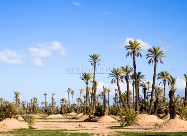 Perceel te koop op de Circuit de la Palmeraie, Marrakech