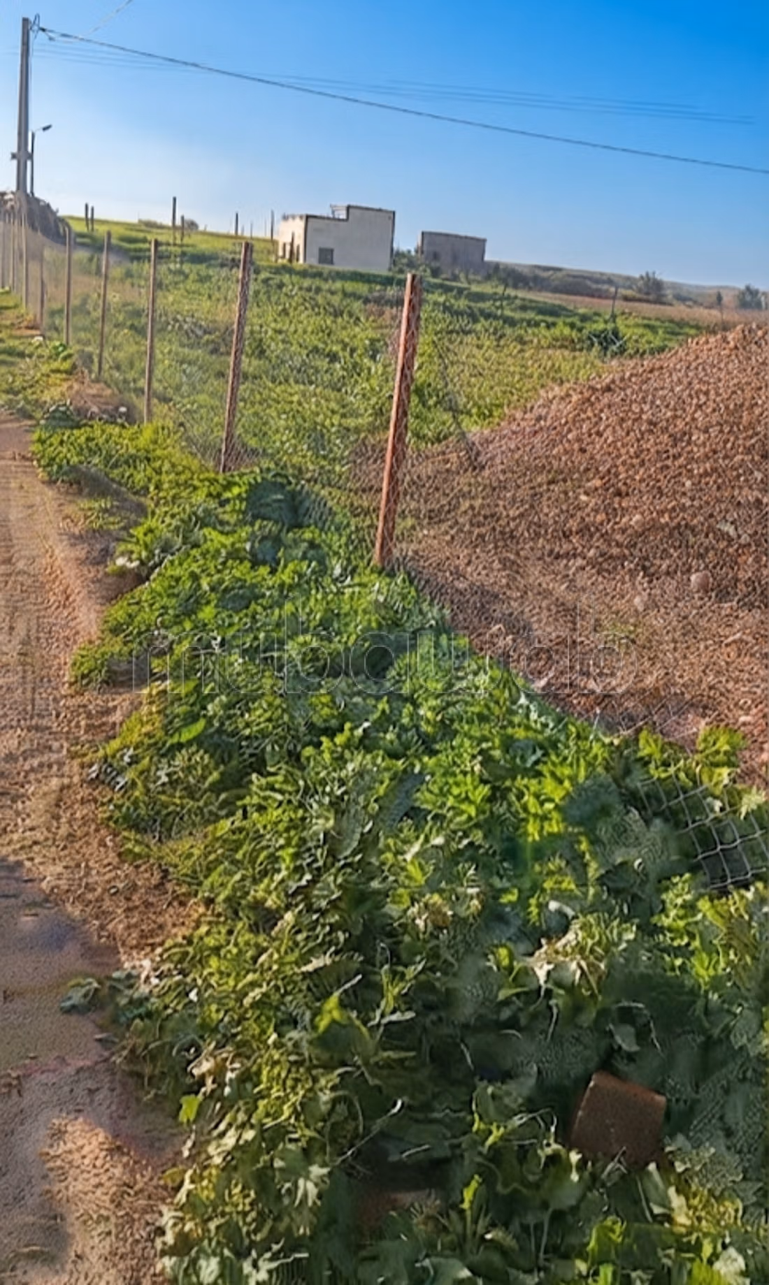 Terrainet et logement agricole 3400 m² oulèd said