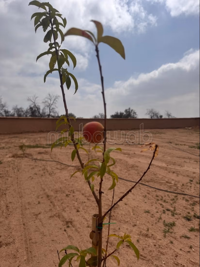 4100 m² plot for sale 10 minutes from Taroudant