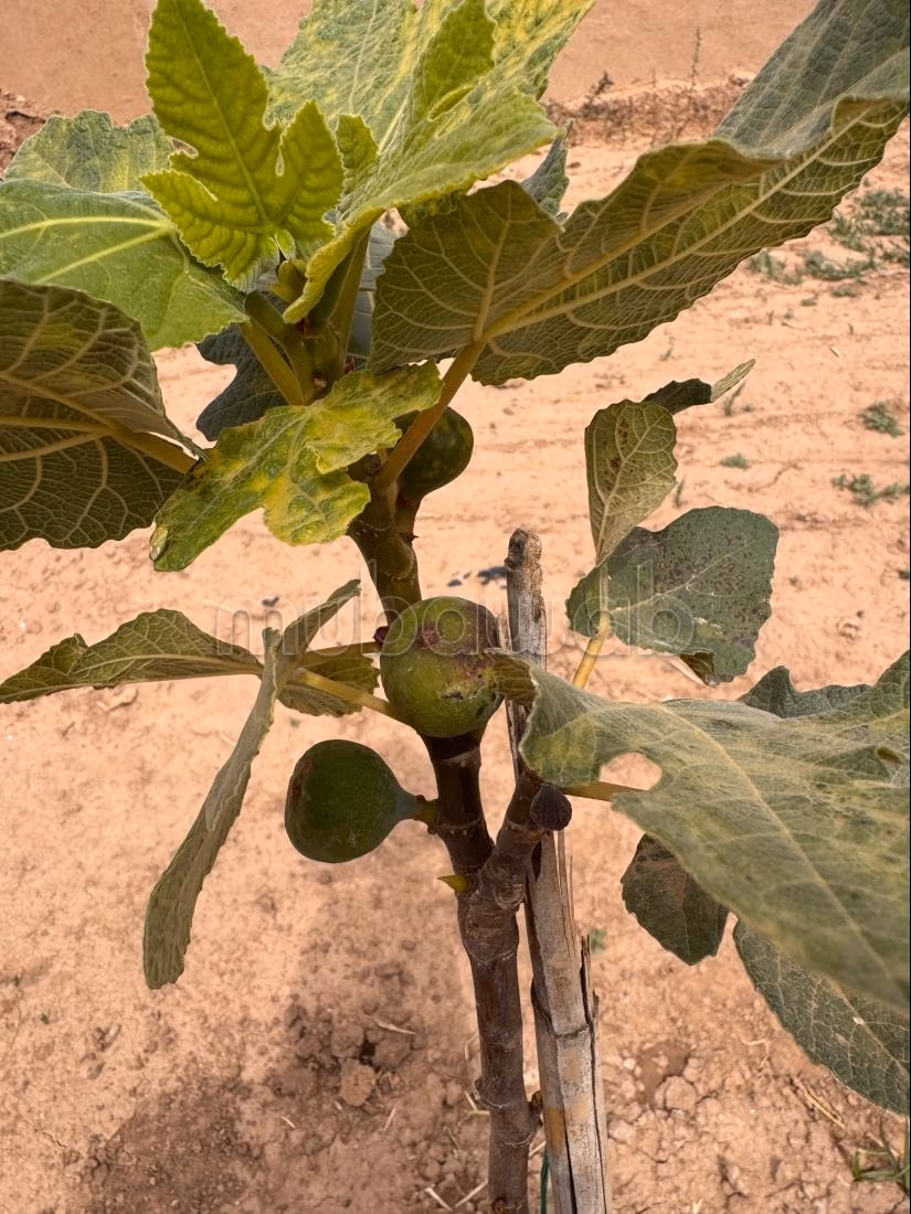 4100 m² plot for sale 10 minutes from Taroudant